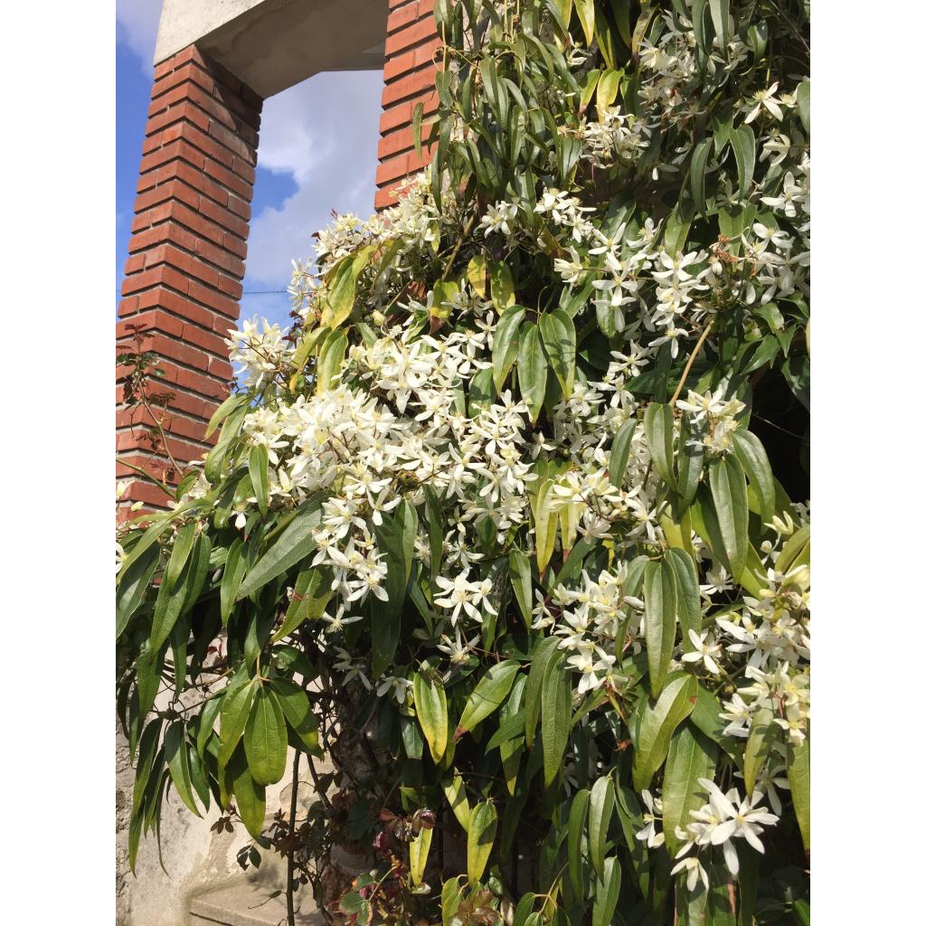Clematis armandii Clématite d’Armand à floraison précoce blanche