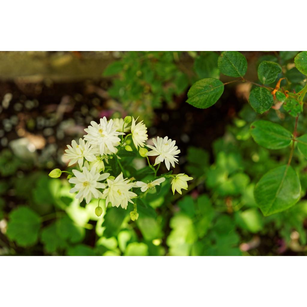 Ancolie Clementine White Aquilegia très double, à fleurs blanches