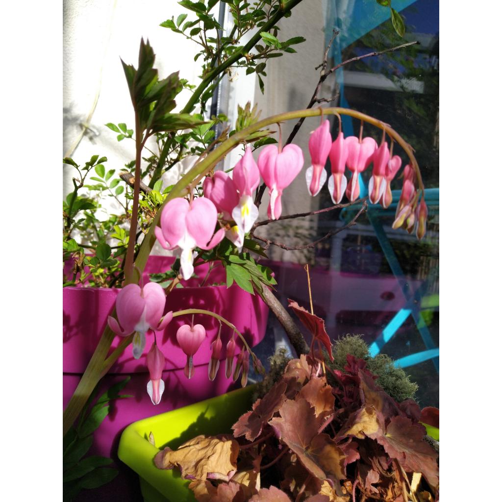 Dicentra spectabilis Cœur de Marie D'adorables fleurs en forme de cœur — free download