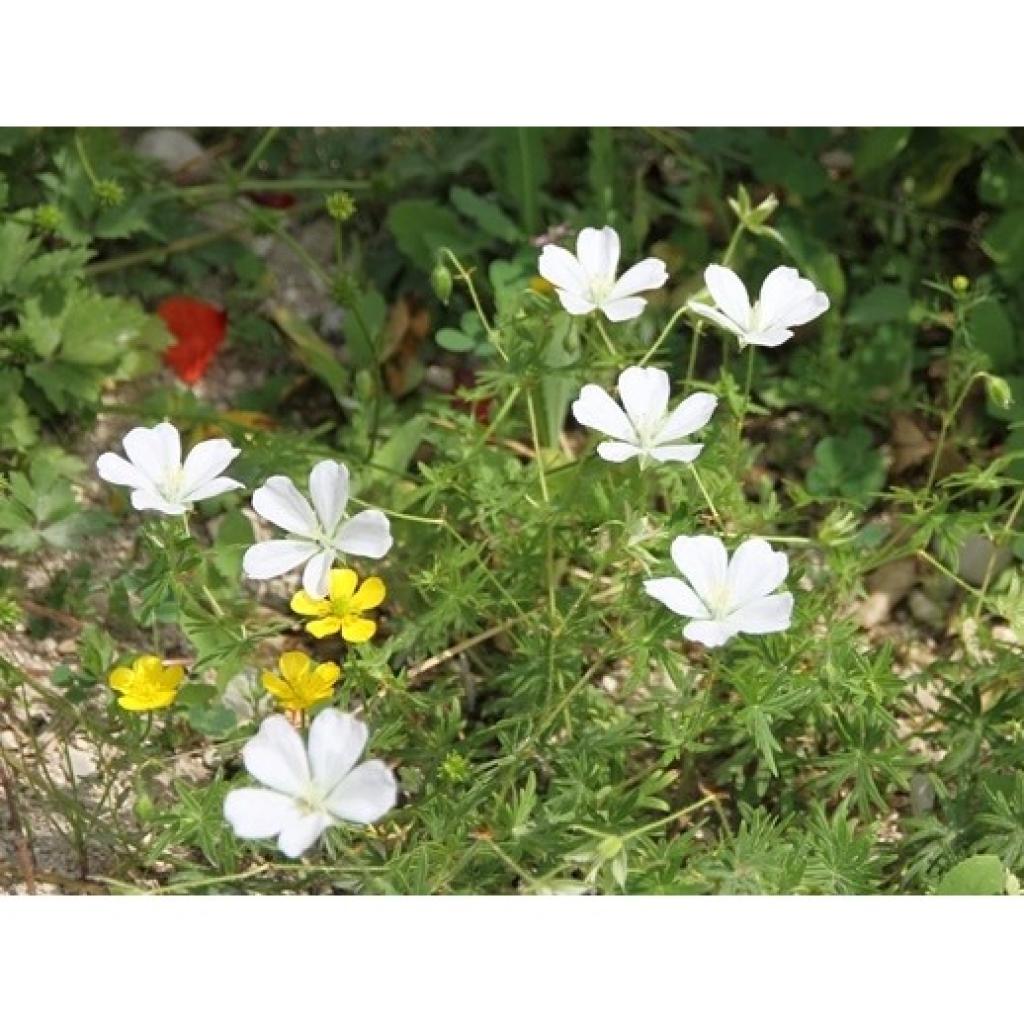 geranium-vivace-sanguineum-album-port-compact-et-fleurs-blanc-pur