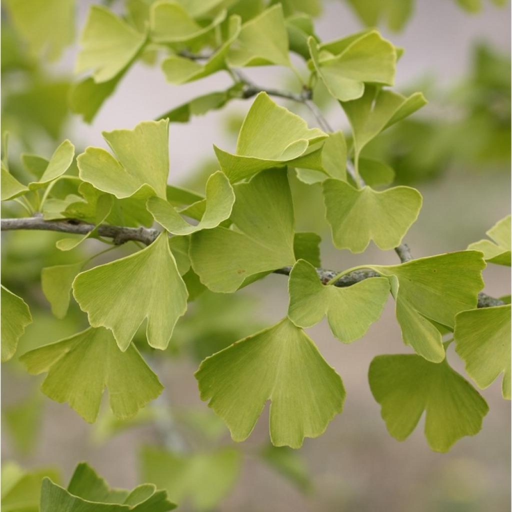 Ginkgo Biloba 'Menhir' En Pot 2,5L - Arbre Colonnaire 50 Cm, Feuilles Dorées En Automne - 10
