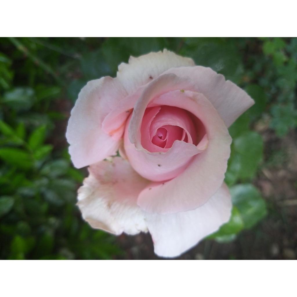 Rosier André Le Nôtre Meiceppus Rosier buisson à grande fleur rose — free download