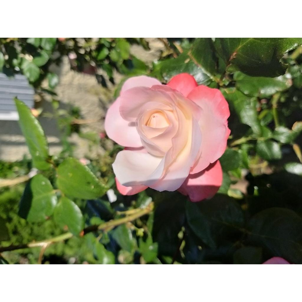 Rosier buisson Nostalgie ®