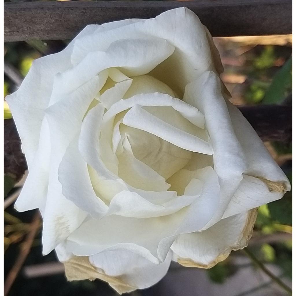 Rosier à grandes fleurs Pape JeanPaul II Feurs blanc pur parfumées.