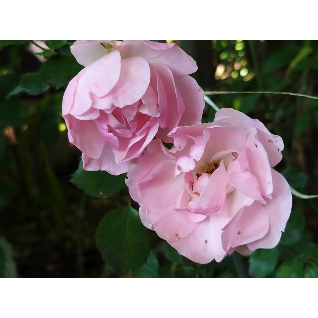 2 Rosiers 'Bonica' - Plants Résistants Fleurs Doubles - Rosa Bonica En Pot 25-30 Cm