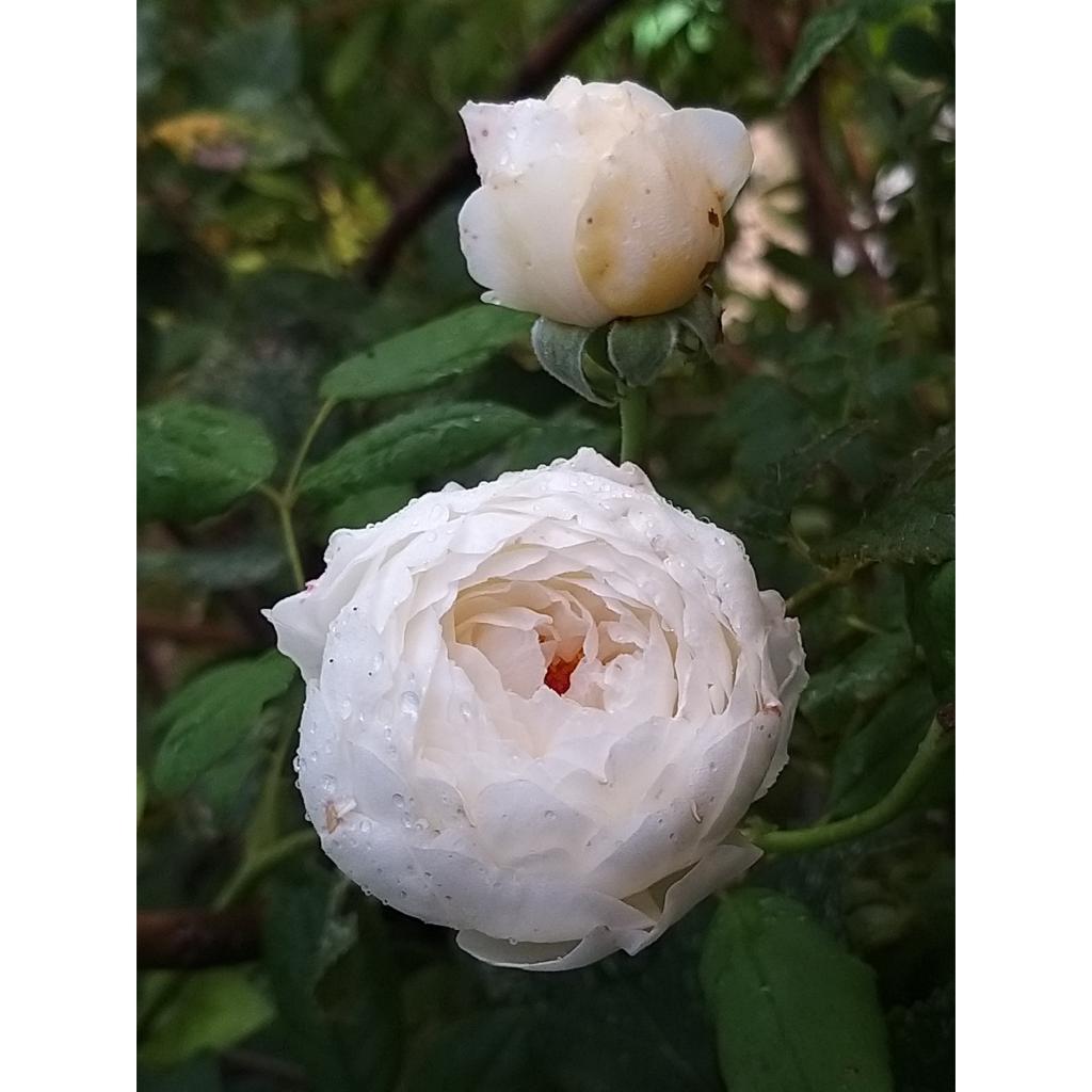 Rosa Claire Austin® Ausprior Rose anglaise David Austin Fleurs parfumées blanc nacré.