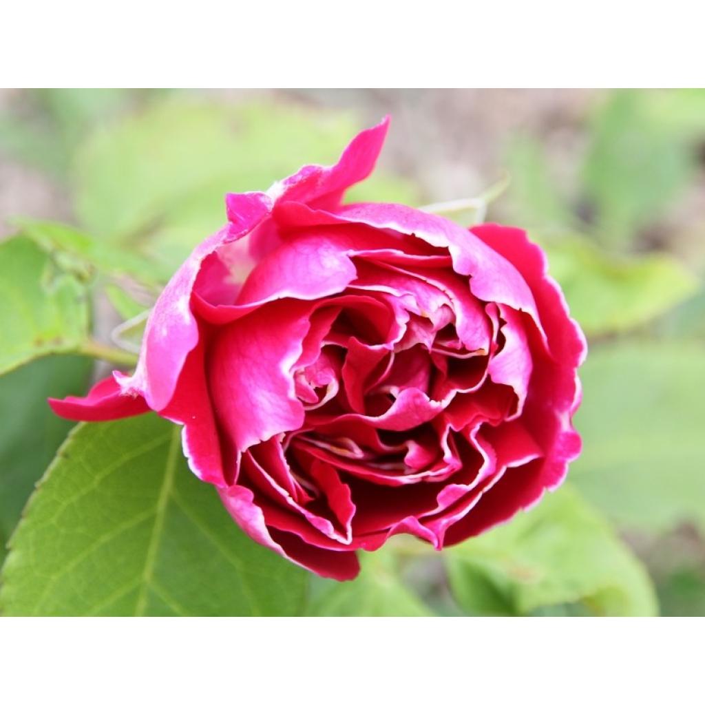 Rosa Baron Girod de l'Ain - Rose ancienne hybride