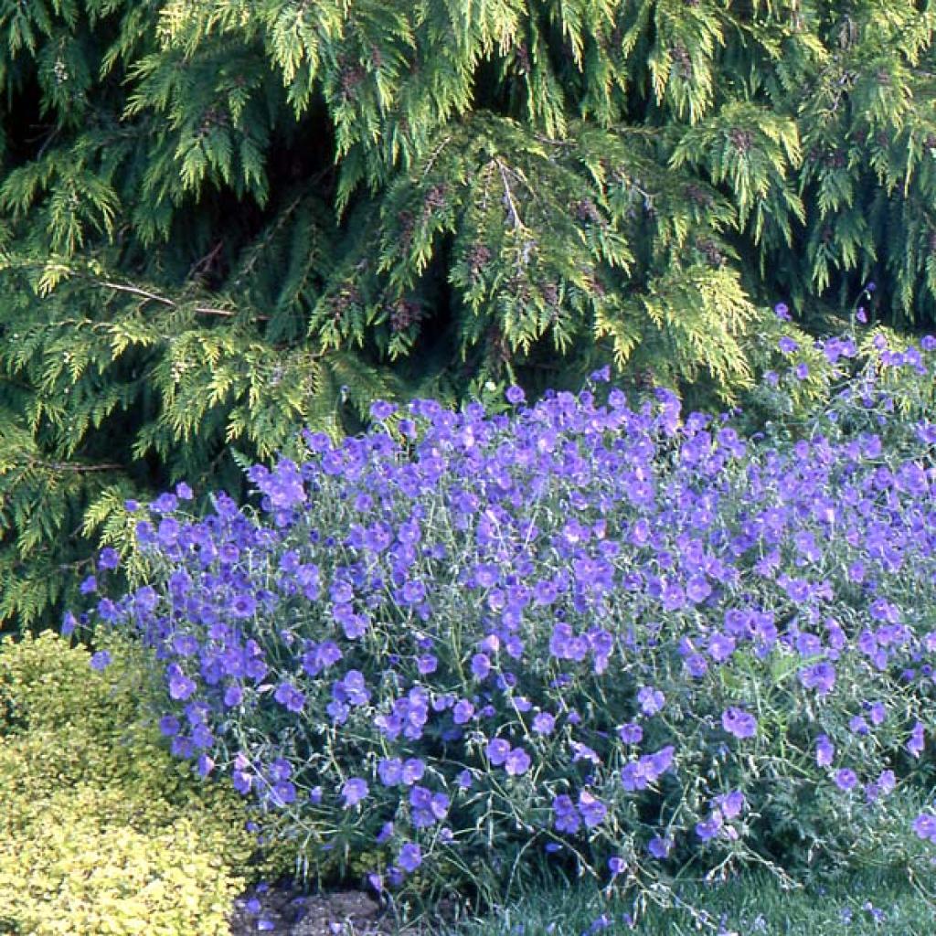 g-ranium-vivace-orion-un-couvre-sol-buissonnant-grandes-fleurs-bleu