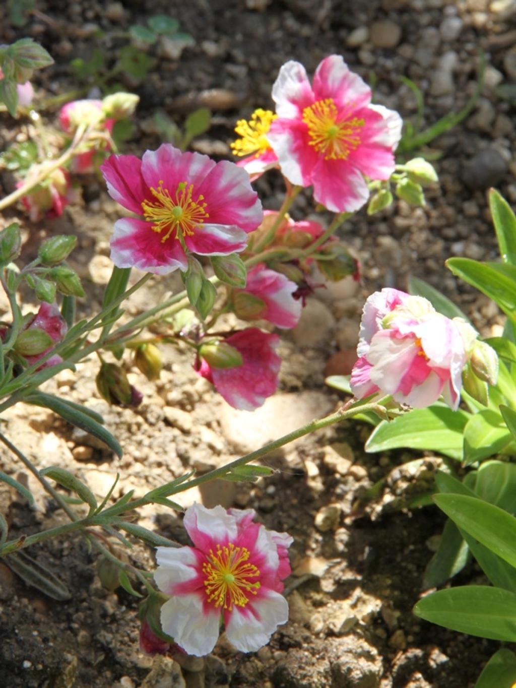 Helianthemum Raspberry Ripple - Hélianthème à fleurs blanches et roses