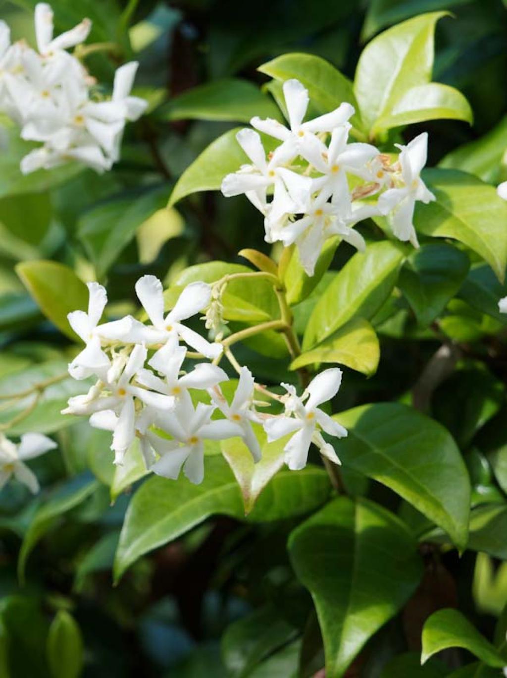 Trachelospermum jasminoides Jasmin étoilé Grimpante très odorante