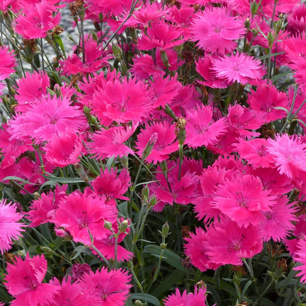 Dianthus Suntory Pink - Oeillet annuel compact, à fleurs rose fuchsia