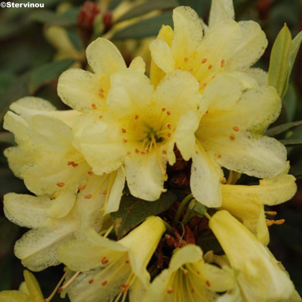 Rhododendron Saffron Queen Arbuste nain à superbe floraison jaune