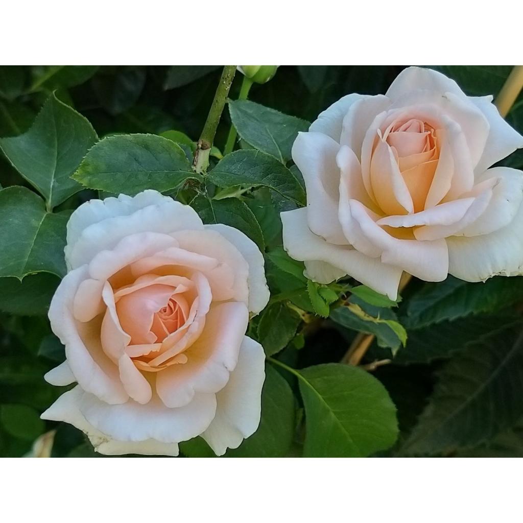 Rosier André Le Nôtre Meiceppus Rosier buisson à grande fleur rose — free download