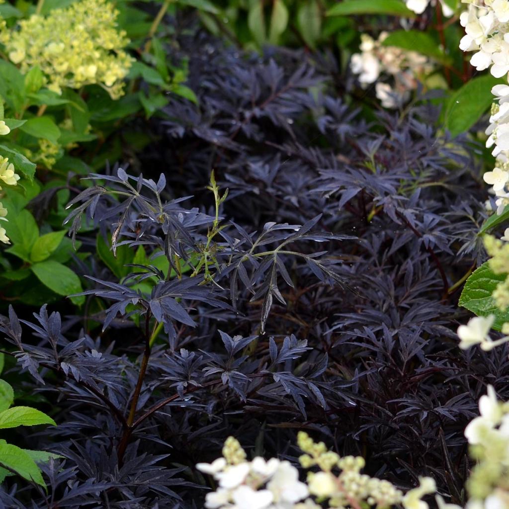 Sambucus Nigra Black Lace Eva Sureau Noir Fin Feuillage Tr s Sombre Sambucus Nigra Black Lace Eva Sureau Noir Fin Feuillage Tr s Sombre