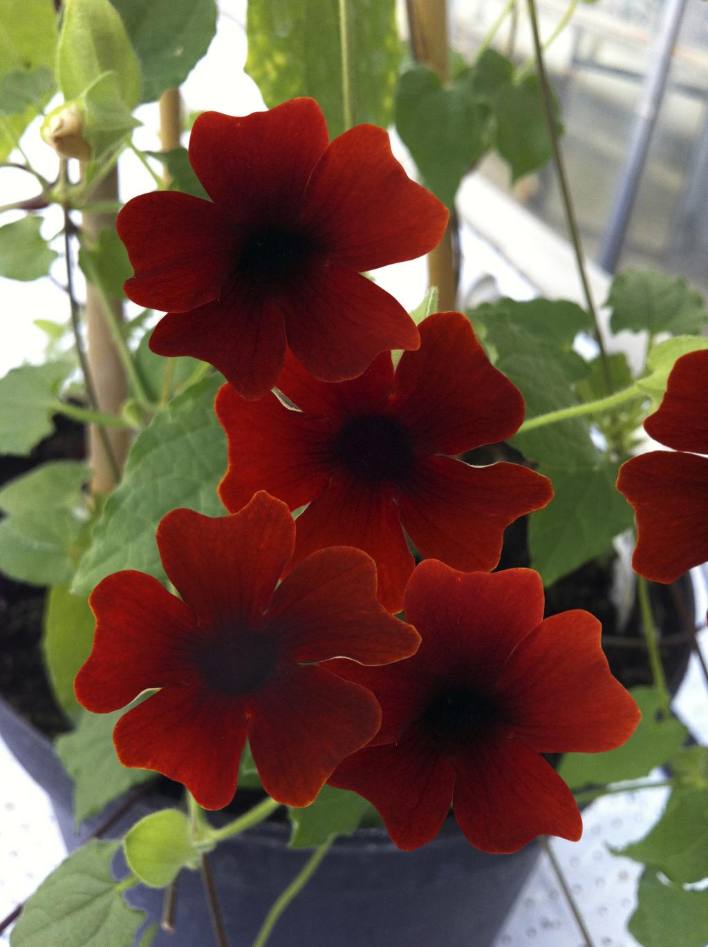 Thunbergia Sunny Suzy Brownie - Suzanne aux yeux noirs, grimpante, à ...