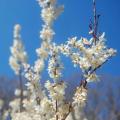 Abeliophyllum - Forsythia de Corée