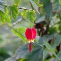 Abutilon