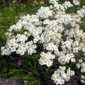 Achillées à fleurs blanches