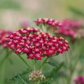 Achillées à fleurs rouges