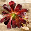 Aeonium