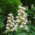 Aesculus - Marronnier