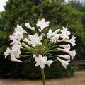 Agapanthes blanches