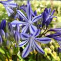 Agapanthes bleues