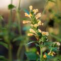 Agastaches à fleurs jaunes ou orange