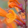 Agastaches par couleur de fleur