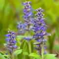 Ajuga - Bugles