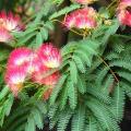 Albizia 