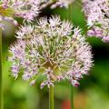 Allium - Ail d'ornement