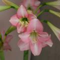 Amaryllis à fleurs simples