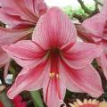 Amaryllis à petites fleurs