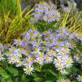 Asters et Graminées