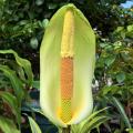 Amorphophallus