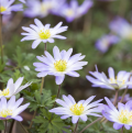Anémones de Grèce - Anemone blanda
