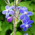 Anchusa - Buglosse