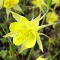 Ancolies à fleurs jaunes