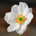 Anémones du Japon à fleurs blanches