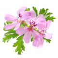 Annuelles en promotion