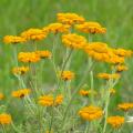 Anthemis