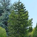 Arbres persistants