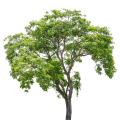 Arbres en promotion