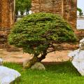 Arbres nains