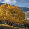 Arbres résistants au froid et à la sécheresse