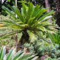 Arbres tropicaux