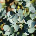 Arbustes à feuillage bleu ou glauque