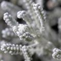 Arbustes à feuillage gris argenté