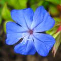 Arbustes à fleurs bleues